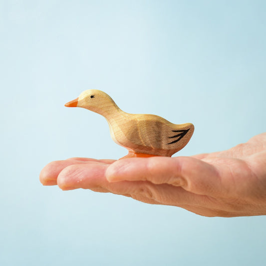 Curious Domestic Duck